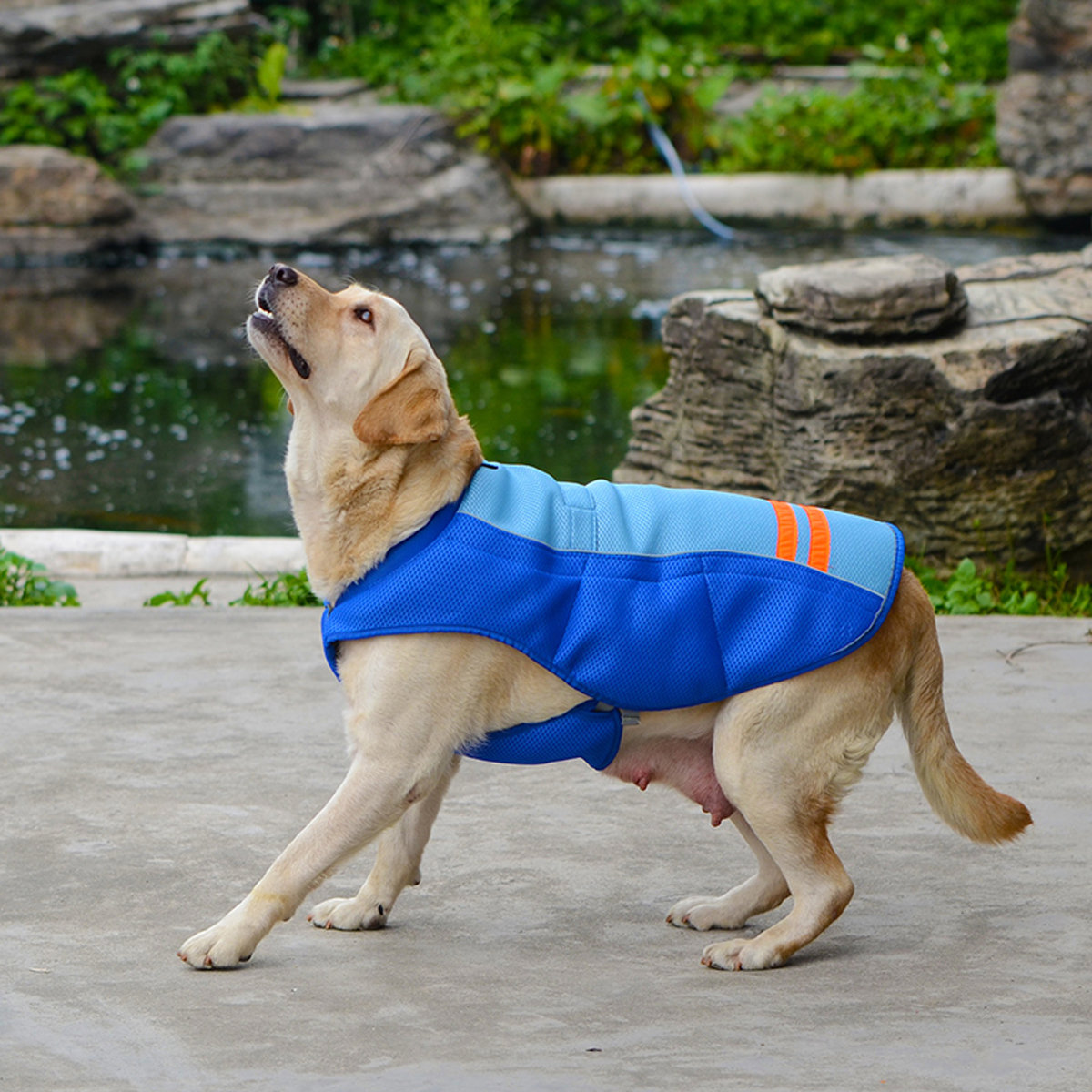 
	Pet Dog Cool Vest Breathable Comfortable Sunscreen Cooling Clothing Pet Jacket