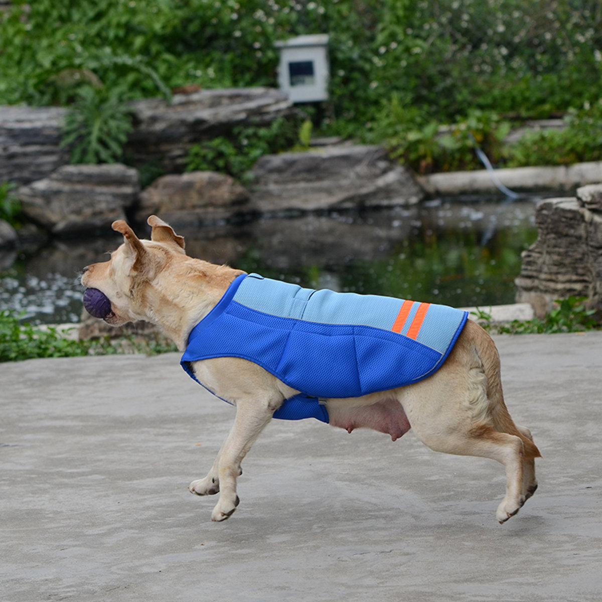 
	Pet Dog Cool Vest Breathable Comfortable Sunscreen Cooling Clothing Pet Jacket